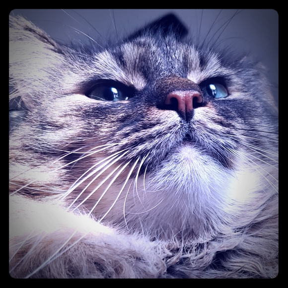 Cat Friendly - Picture 1 of 1